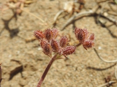Daucus pumilus