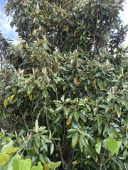 Magnolia grandiflora