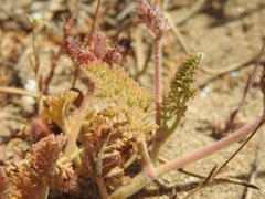 Daucus pumilus