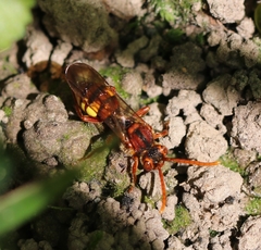 Nomada flava