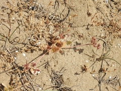 Daucus pumilus