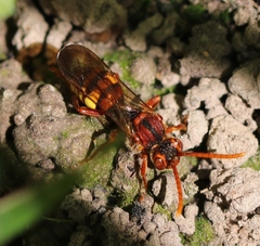 Nomada flava
