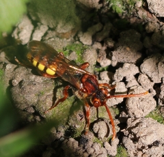 Nomada flava