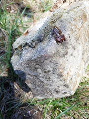 Euscorpius tergestinus