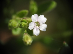 Silene sedoides