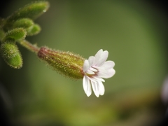 Silene sedoides