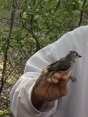 Baeolophus bicolor image