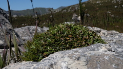 Oldenburgia paradoxa