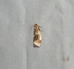 Clepsis melaleucanus