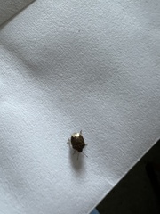 Cosmopepla intergressa