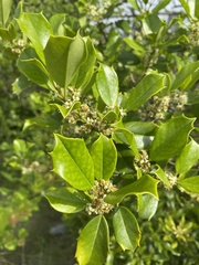 Ilex cornuta