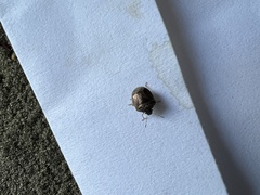 Cosmopepla intergressa