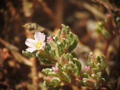 Frankenia pulverulenta