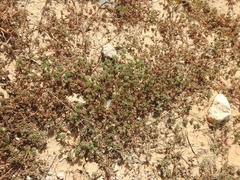 Frankenia pulverulenta