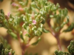 Frankenia pulverulenta