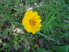 Coreopsis grandiflora