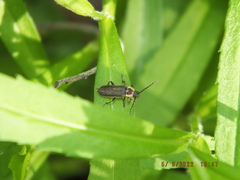 Atalantycha dentigera