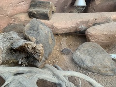 Macroscelides proboscideus