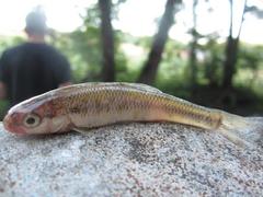 Pimephales notatus