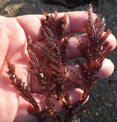 Neoptilota densa