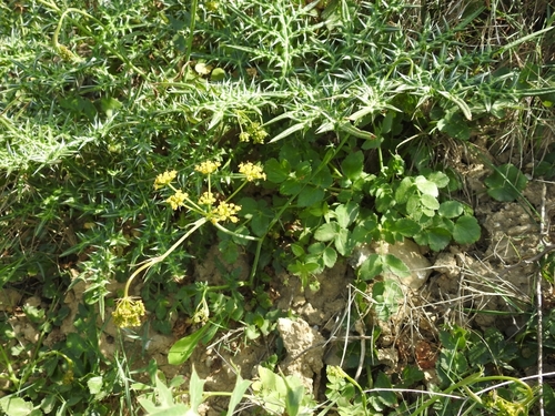 Image of Kundmannia sicula by (c) Yves Bas, some rights reserved (CC BY)