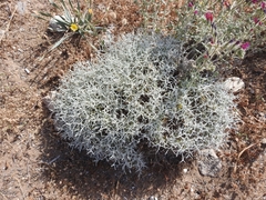 Centaurea spinosa