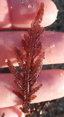 Neoptilota densa