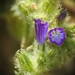 Sand Bugloss - Photo (c) Yves Bas, some rights reserved (CC BY), uploaded by Yves Bas