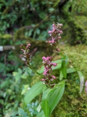 Satyrium nepalense ciliatum