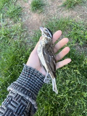 Pheucticus ludovicianus