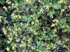 Sedum stellariifolium