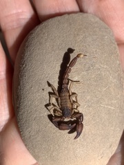 Pseudouroctonus apacheanus