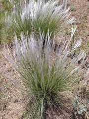 Stipa lessingiana