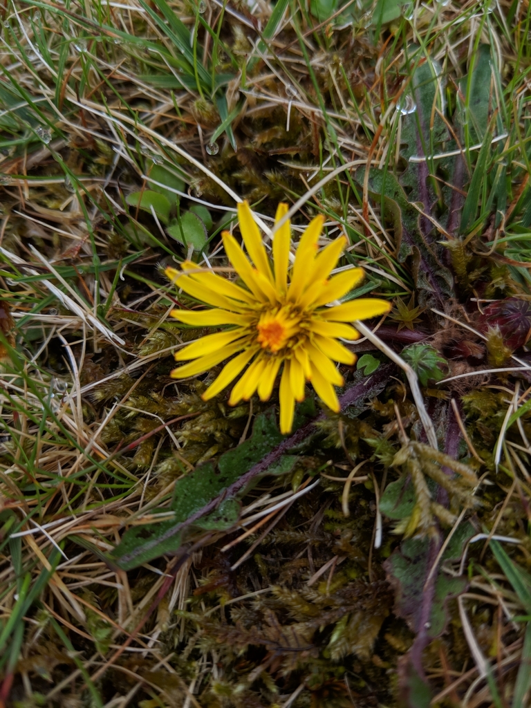 St Kilda Dandelion