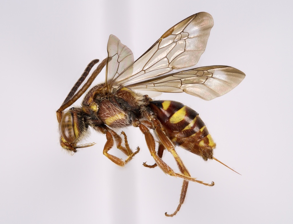 Bethune's Cuckoo Nomad Bee