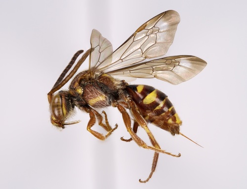 Bethune's Cuckoo Nomad Bee