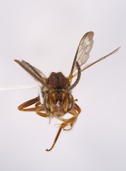 Nomada bethunei