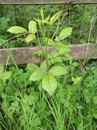Image of Rubus newbouldii by (c) Leanne Dempsey, some rights reserved (CC BY)