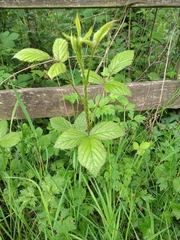 Rubus newbouldii