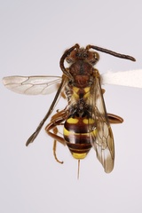 Nomada bethunei