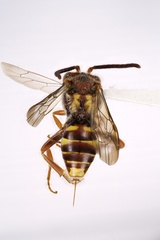 Nomada bethunei
