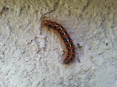 Euplagia quadripunctaria