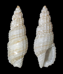 Lienardia