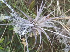 Tillandsia incarnata