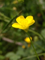 Ranunculus sardous