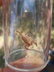 Euscorpius tergestinus