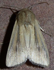 Leucania phragmitidicola