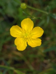 Ranunculus sardous