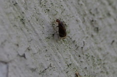 Amphipsocidae