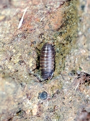 Eubelidae